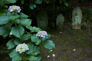 矢田寺,紫陽花(5J7C0849,F3.5)2014yaotomi_.jpg