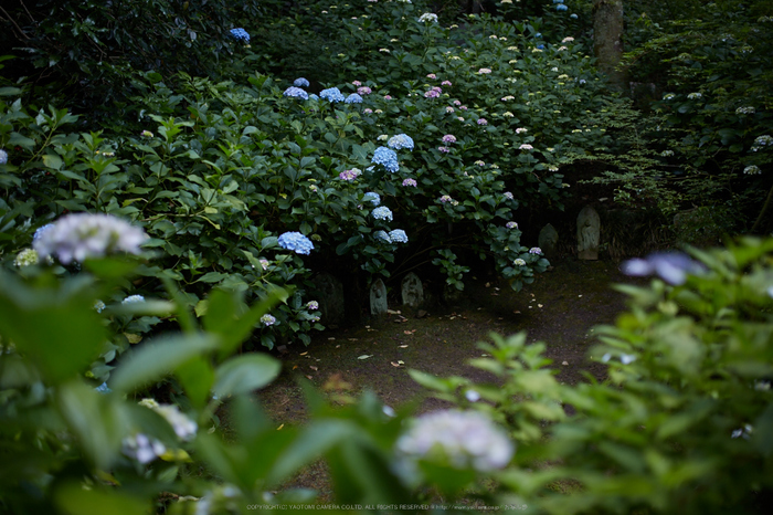 矢田寺,紫陽花(5J7C0853,F1.8)2014yaotomi_.jpg