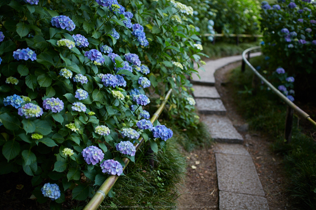 矢田寺,紫陽花(5J7C0860,F1.8)2014yaotomi_.jpg