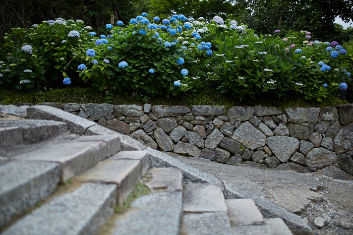 矢田寺,紫陽花(5J7C0883,F1.8)2014yaotomi_.jpg