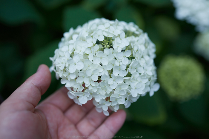 矢田寺,紫陽花(5J7C0899,F2.2)2014yaotomi_.jpg