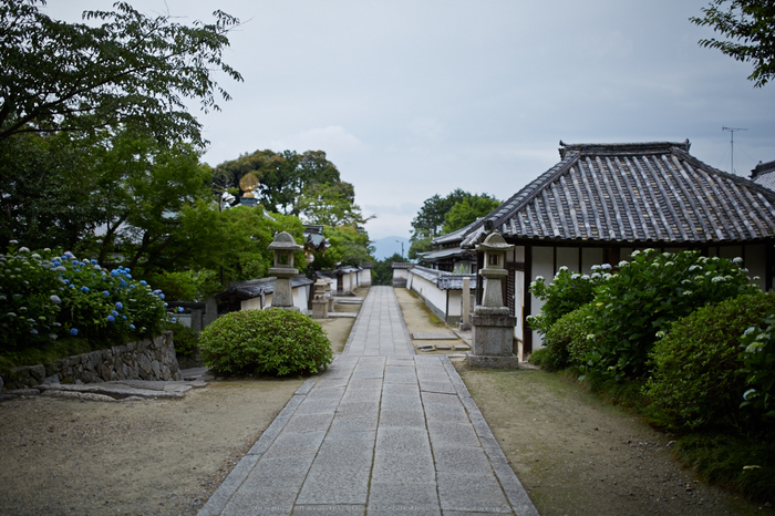 矢田寺,紫陽花(5J7C0915,F1.4)2014yaotomi_.jpg