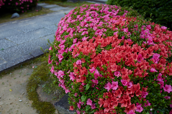 矢田寺,紫陽花(5J7C0919,F2.8)2014yaotomi_.jpg