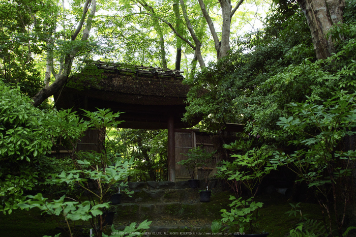 祇王寺,新緑(SDIM0452_2,18mm,F4.5)2014yaotomi_.jpg