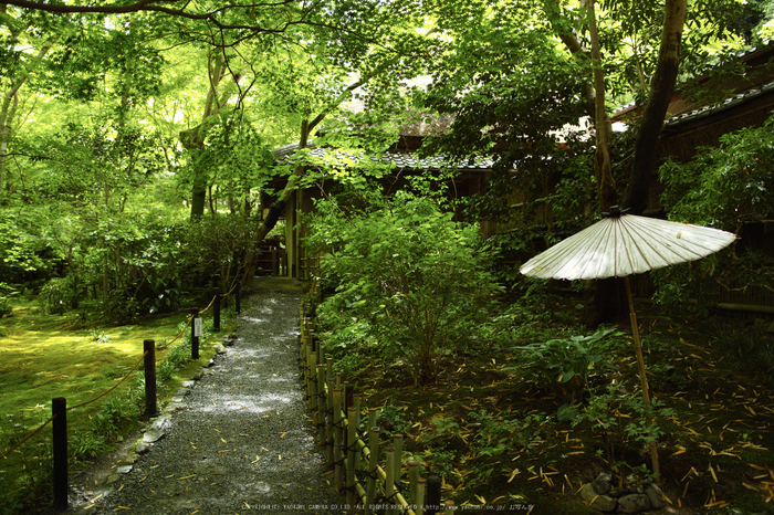 祇王寺,新緑(SDIM0489,20mm,F2)2014yaotomi_.jpg