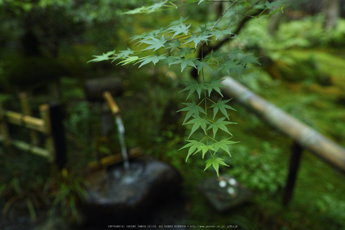 祇王寺,新緑(SDIM0498,20mm,F2.2)2014yaotomi_.jpg