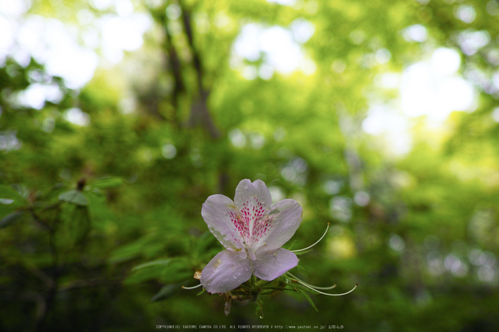 祇王寺,新緑(SDIM0544,18mm,F2.2)2014yaotomi_ (1) .jpg