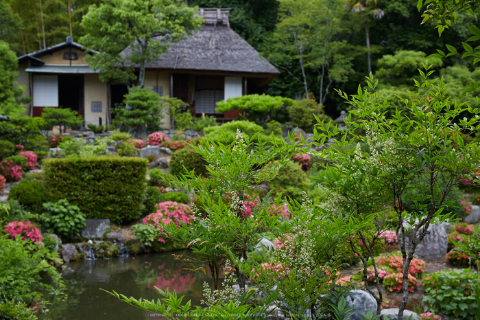 等持院,さつき(5J7C0481,50mm,F4.5)2014yaotomi_.jpg