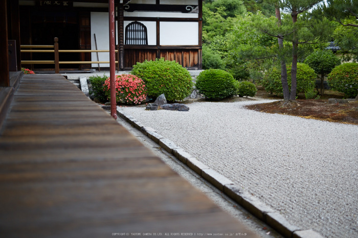 等持院,さつき(5J7C0491,50mm,F1.6)2014yaotomi_.jpg