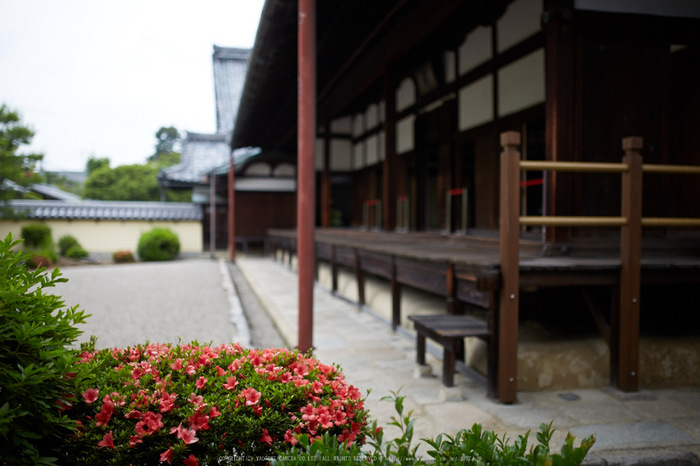 等持院,さつき(5J7C0502,35mm,F1.4)2014yaotomi_.jpg