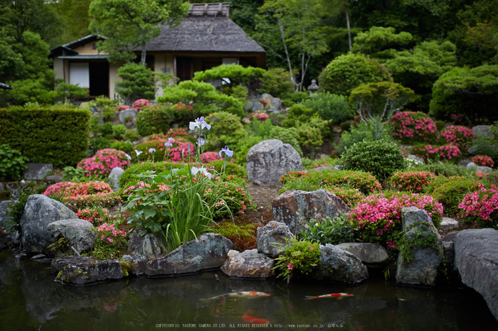 等持院,さつき(5J7C0513,35mm,F1.8)2014yaotomi_.jpg