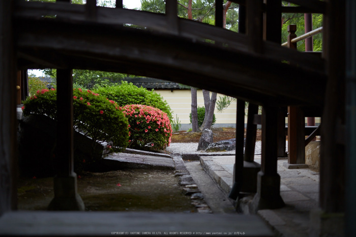 等持院,さつき(5J7C0524,50mm,F1.6)2014yaotomi_.jpg