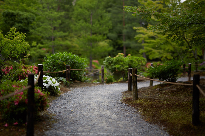 等持院,さつき(5J7C0528,50mm,F1.4)2014yaotomi_.jpg