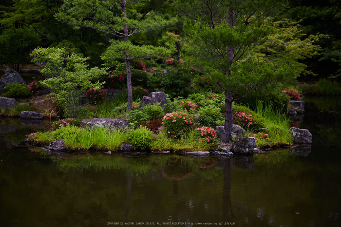 等持院,さつき(5J7C0530,50mm,F1.4)2014yaotomi_ (1) .jpg