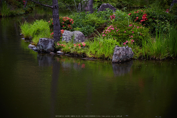 等持院,さつき(5J7C0548,105mm,F4)2014yaotomi_.jpg