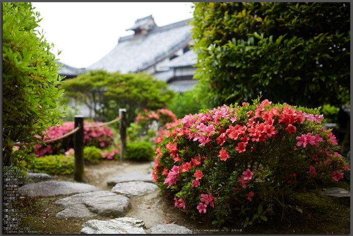 等持院,さつき(5J7C0578,35mm,F2)2014yaotomi_Top.jpg