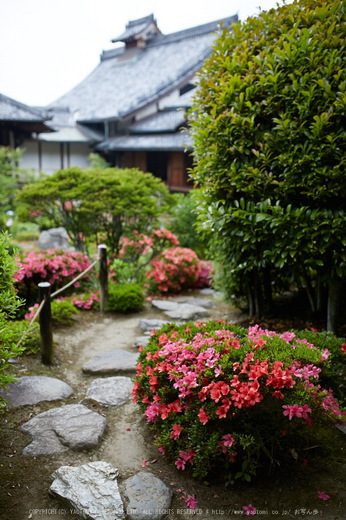 等持院,さつき(5J7C0580,35mm,F2)2014yaotomi_.jpg