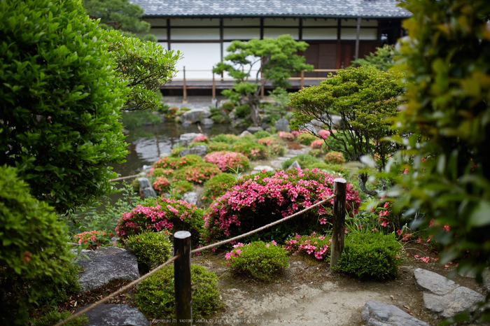 等持院,さつき(5J7C0583,35mm,F1.8)2014yaotomi_.jpg