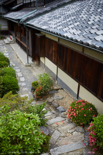 等持院,さつき(5J7C0591,35mm,F1.8)2014yaotomi_.jpg