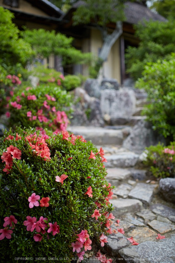 等持院,さつき(5J7C0593,35mm,F1.8)2014yaotomi_.jpg