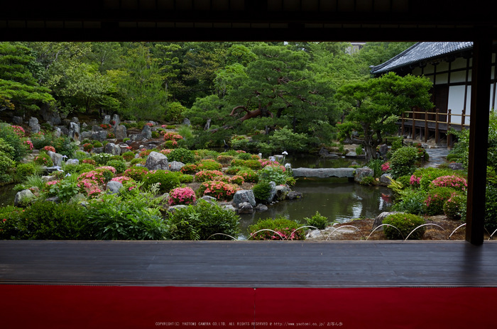 等持院,さつき(5J7C0612,35mm,F5)2014yaotomi_.jpg