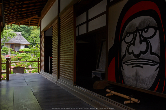 等持院,さつき(5J7C0620,35mm,F13)2014yaotomi_.jpg