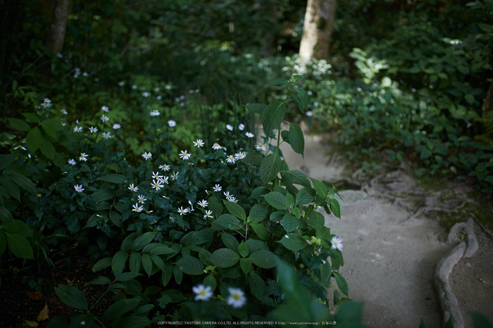 詩仙堂,さつき(5J7C0252,35mm,F1.4)2014yaotomi_.jpg