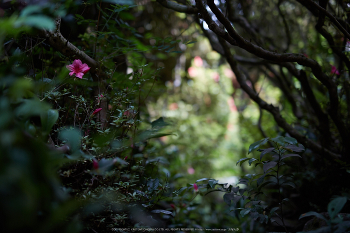 詩仙堂,さつき(5J7C0262,50mm,F1.6)2014yaotomi_.jpg