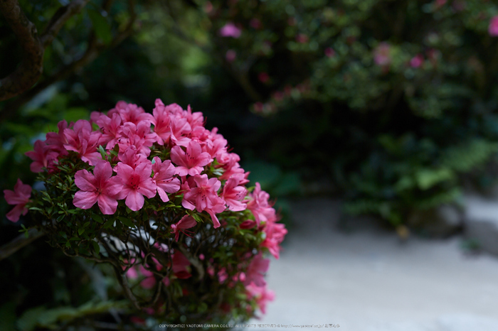 詩仙堂,さつき(5J7C0309,50mm,F2.8)2014yaotomi_.jpg