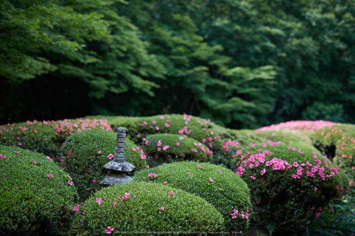 詩仙堂,さつき(5J7C0315,50mm,F1.6)2014yaotomi_.jpg