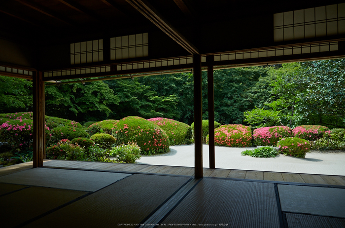 詩仙堂,さつき(5J7C0333,24mm,F4.5)2014yaotomi_.jpg