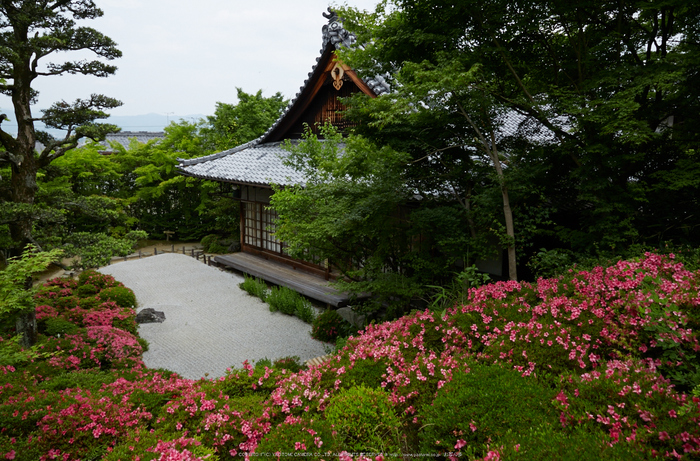 金福寺,さつき(5J7C0433,24mm,F7.1)2014yaotomi_ (1) .jpg