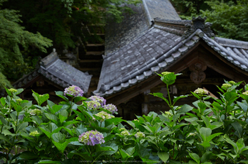 長谷寺,紫陽花(5J7C0987,F7.1)2014yaotomi_.jpg