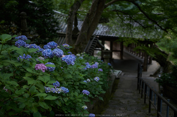 長谷寺,紫陽花(PK3_9191,35mm,F1.8)2014yaotomi_.jpg