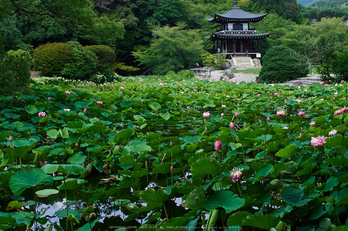 勧修寺,ハス(P7160286,ss0.001563,iso100)2014yaotomi_.jpg