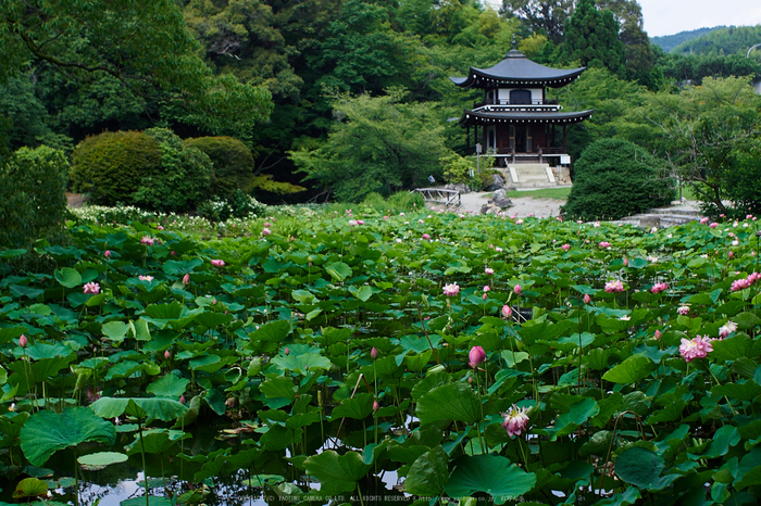 勧修寺,蓮(P7160286,OMD,EM1)2014yaotomi_.jpg