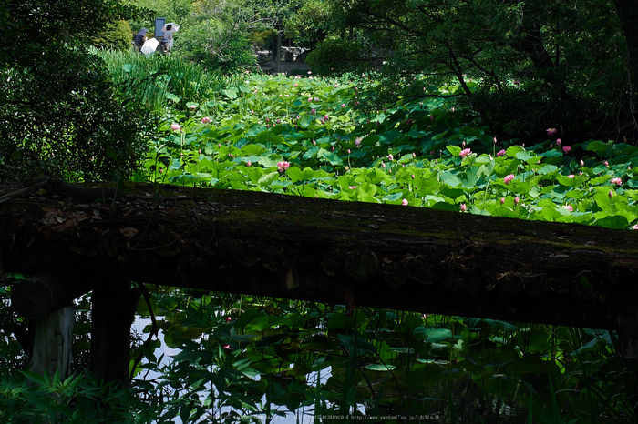 勧修寺,蓮(P7160319,OMD,EM1)2014yaotomi_.jpg