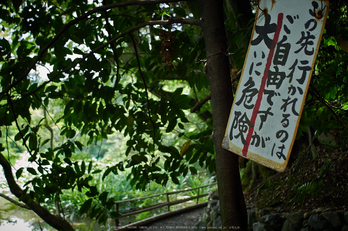 勧修寺,蓮(P7160341,OMD,EM1)2014yaotomi_.jpg