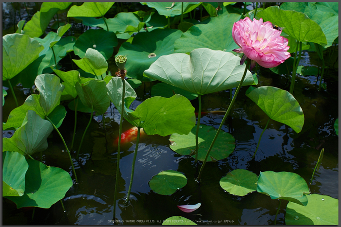 勧修寺,蓮(P7160373,OMD,EM1)2014yaotomi_Top.jpg