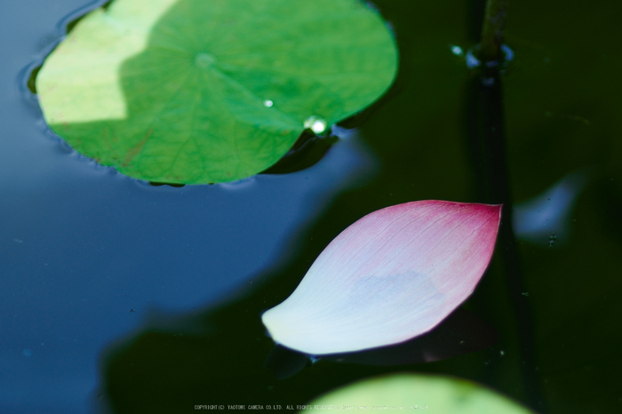 勧修寺,蓮(P7160393,OMD,EM1)2014yaotomi_.jpg