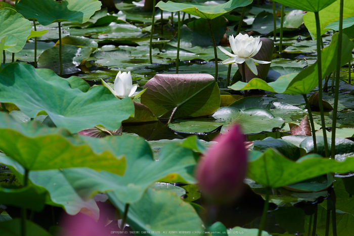 勧修寺,蓮(P7160418,OMD,EM1)2014yaotomi_.jpg