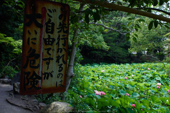 勧修寺,蓮(P7160429,OMD,EM1)2014yaotomi_.jpg