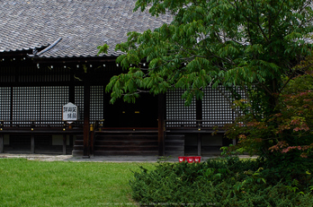 勧修寺,蓮(P7160461,OMD,EM1)2014yaotomi_.jpg