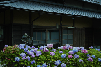 御杖村,半夏生(SDIM0492,F3.2,dp2)2014yaotomi_.jpg