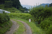 御杖村,半夏生(SDIM0493,F2.8,dp2)2014yaotomi_.jpg