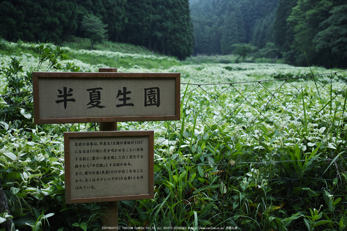 御杖村,半夏生(SDIM0498,F2.8,dp2)2014yaotomi_.jpg