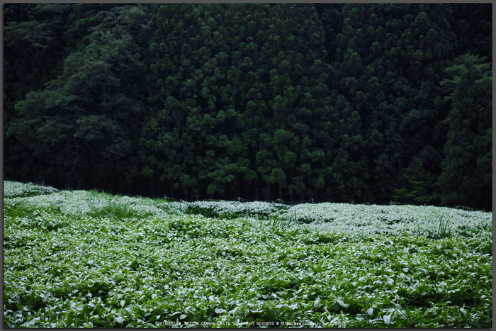 御杖村,半夏生(SDIM0512,F2.8,dp2)2014yaotomi_Top.jpg