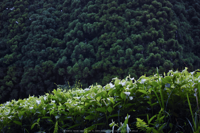 御杖村,半夏生(SDIM0539,F2.8,dp2)2014yaotomi_.jpg