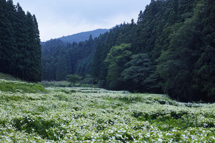 御杖村,半夏生(SDIM0631,F5,dp2)2014yaotomi_.jpg