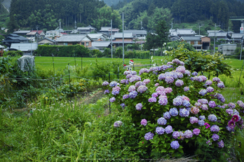 御杖村,半夏生(SDIM0639,F2.8,dp2)2014yaotomi_.jpg